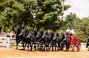 Percherons-scf25 web
